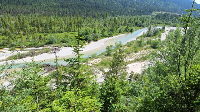 Cyan coloured river flowing through lush green conifer forest.