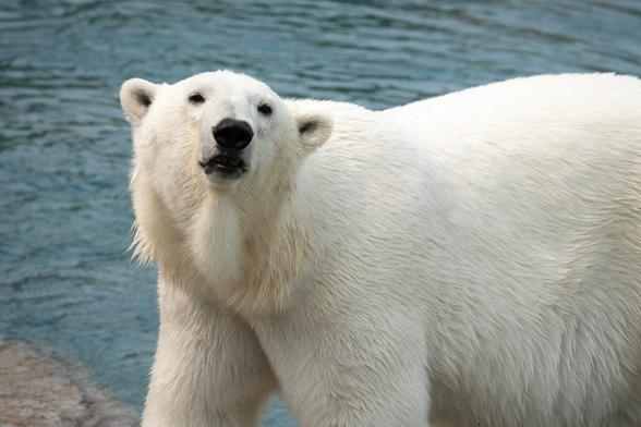 Picture of a white bear looking at the camera.