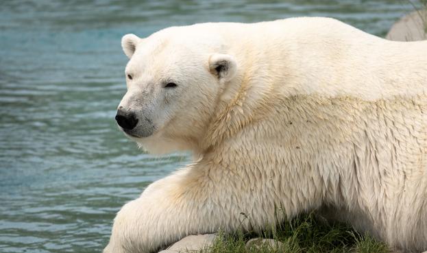 Picture of a white bear relaxing near water.