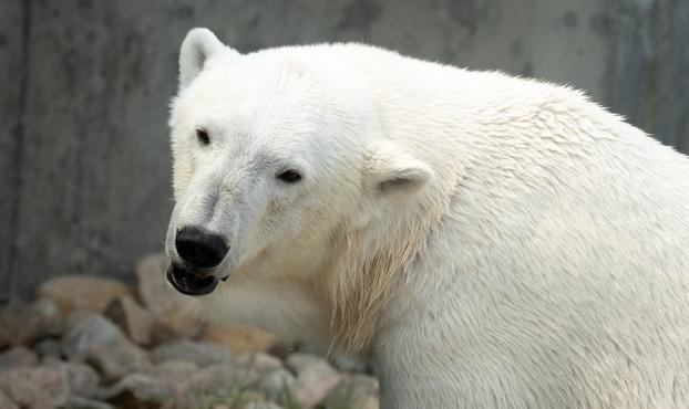 Picture of a white bear.