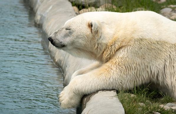 Picture of a white bear with its eyes closed.