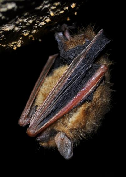 Tricolored bat