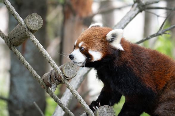 Picture of a red panda climbing a wooden ladder.