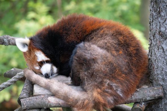 Picture of a red panda sleeping