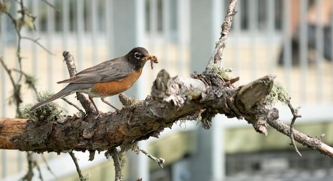 Picture of an American robin on a branch with a worm in its mouth.