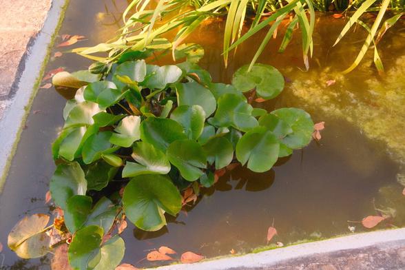 A closer shot of the  leafy plant from the previous shot. It looks like the water lilies have gained sentience through mutation and are growing out of the disgusting pond and on to conquer the world tbh. Some other plants visible on the edge of the photo are yellowed