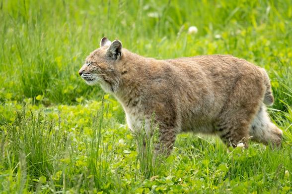Picture of a Canadian lynx with its eyes closed.