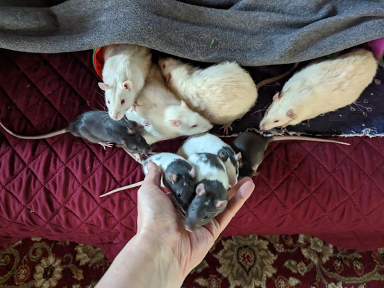 A large group of adult and baby rats on a couch with toys. The baby rats are scurrying up a person's arm.