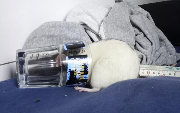 A glass of water lays on its side. Inside is a pet rat, licking droplets of water