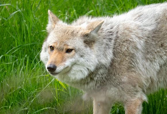Picture of a wolf.