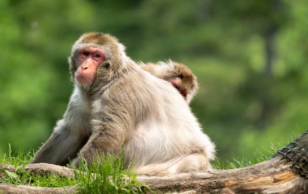 Picture of a Japanese macaque looking at the camera. Another macaque can be seen behind it.