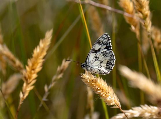 Un papillon demi-deuil (avec des ailes blanches décorées de motifs noirs comme de la dentelle) sur une graminé toute sèche. L'insecte est entouré d'autres herbes plus ou moins vertes ou jaunes.