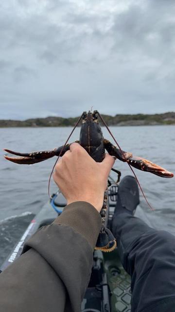 Tried pulling lobster traps from my kayak