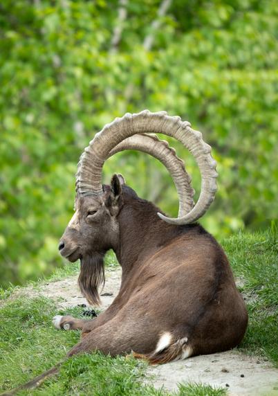 Picture of an Alpine Ibex.