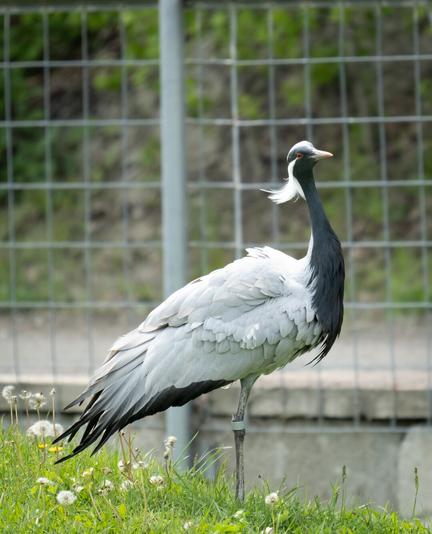 Picture of a demoiselle crane.