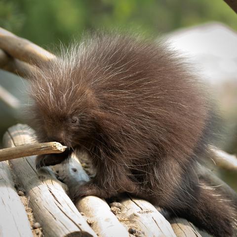 Picture of a North American porcupine.