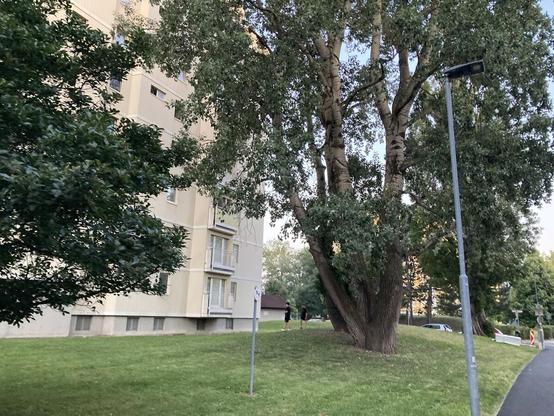 Älterer Wohnbau mit Altbaumbestand.