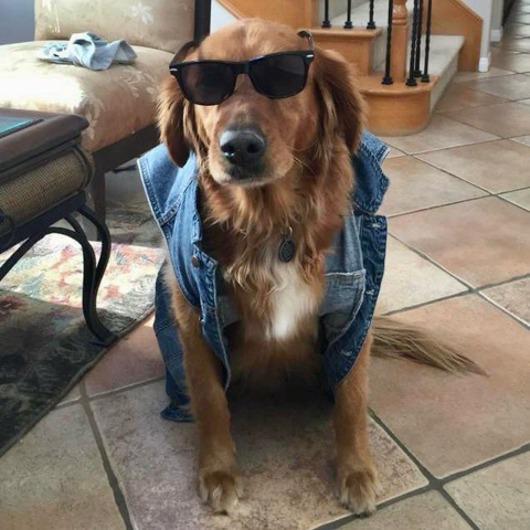Golden retriever in Ray-Bans and a denim vest sits on a tiled floor.