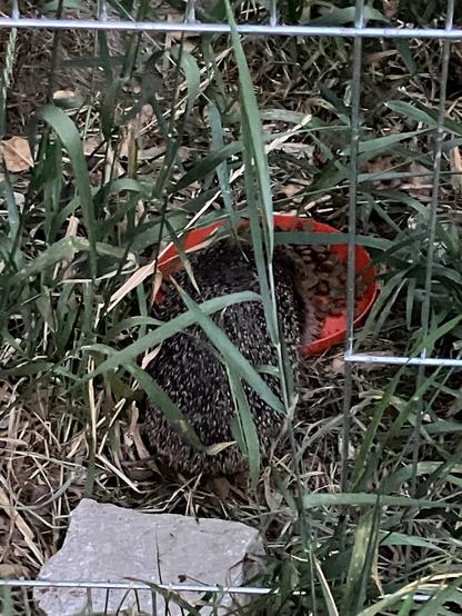 Ein Igel, der Trockenfutter von einem roten Plastikteller frisst, der Plastikteller steht in einem geöffneten Gehege mit Gras