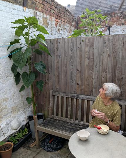 A grey-haired octogenarian lady looking up at a height competition sunflower plant growing in the corner of her backyard. She's sitting on a wooden garden bench with a bowl of ice cream and strawberries on a small stone-topped table in front. Part of her neighbour's sadly neglected yard can be seen over the fence behind her 😊