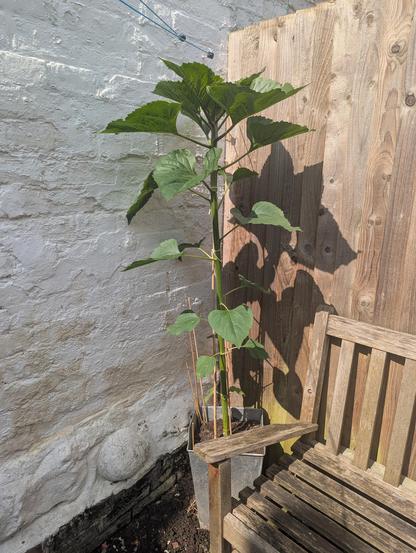 The same sunflower exactly two weeks ago. It has grown about 2 ft since then, but has another foot or so to go before it reaches the height of the white-washed walling (which would make it around 7 ft tall).