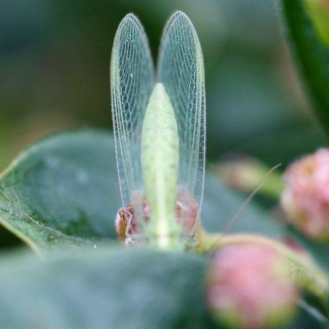 Katydid closeup on chokecherry blossom