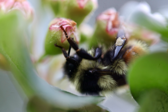 Bumble bee closeup on chokecherry blossom