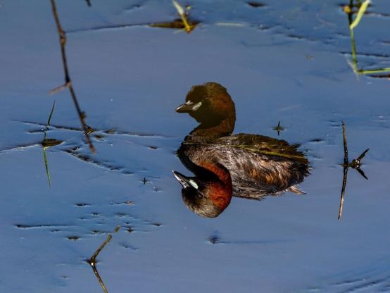 Photographie inversée d'un grèbe castagneux (petit oiseau aquatique noir et roux foncé) sur l'eau avec un reflet assez net. L'image inversée donne l'impression que le grèbe nous regarde de haut ou à travers un miroir.