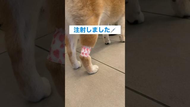 注射を頑張った柴犬