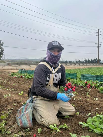 Worker harvesting radishes