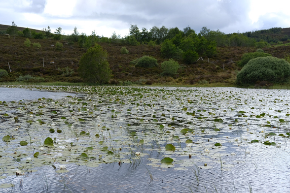 Water lilies on the surface of a small loch, leaves flipping up in the wind.