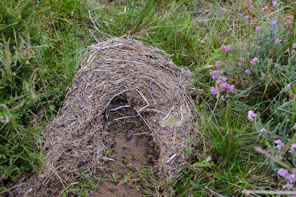 A nest of tree needles & twigs washed along the track by this morning’s torrential rain.