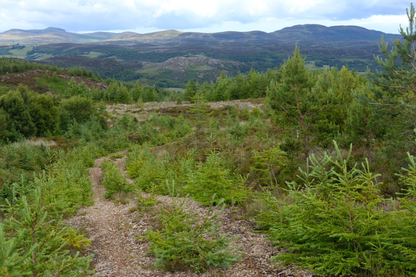 A section of the track, covered with self seeded larch saplings, a wonderful green.