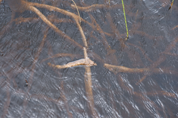 Brown peaty water with a wind rippled surface, tree roots beneath, looking like antlers.