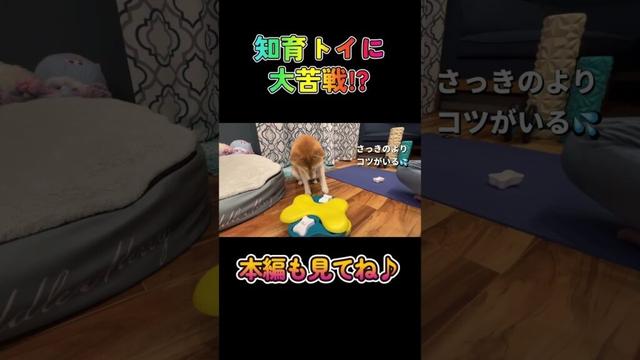 知育トイに大苦戦!?#柴犬 #チワワ #shorts