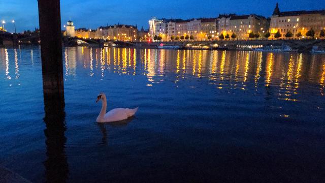 Fluss (Moldau) mit Stadt (Prag) am gegenüberliegenden Ufer. Abendszenerie. Die Stadt ist beleuchtet und spiegelt sich im Wasser. Im Vordergrund schwimmt ein Schwan im Wasser.