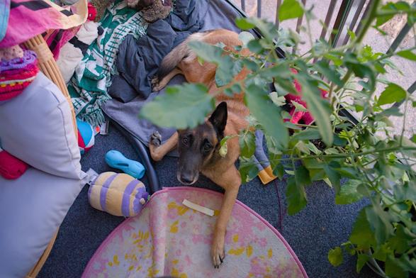 A belgian malinois photographed from above, looks at the camera. She is surrounded by toys, tomato plants, carpets and a a suspended chair