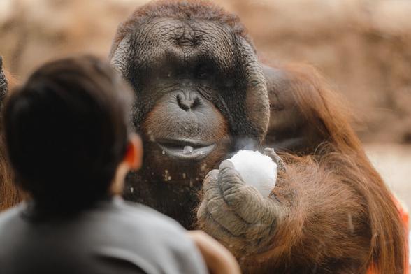Phoenix Zoo to bring in 10 tons of snow for animals