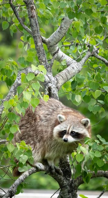 Picture of a raccoon in a tree.