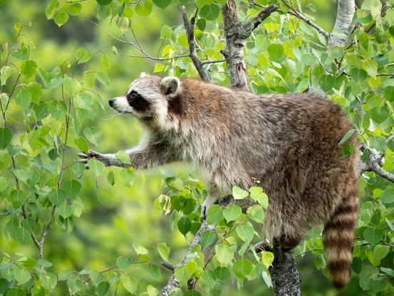 Picture of a raccoon in a tree, reaching for a branch.