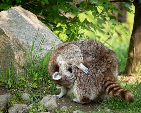 Picture of a raccoon cleaning itself.
