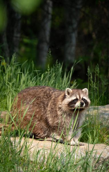 Picture of a raccoon.