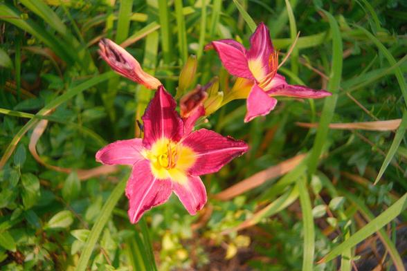 Close up of two large flowers. They have 5 large leaves and are yellow in the middle and pink on the outside.