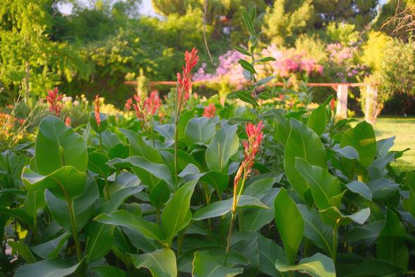 Close up of a kinda tall plant with large green leaves and many pink/reddish flowers on top