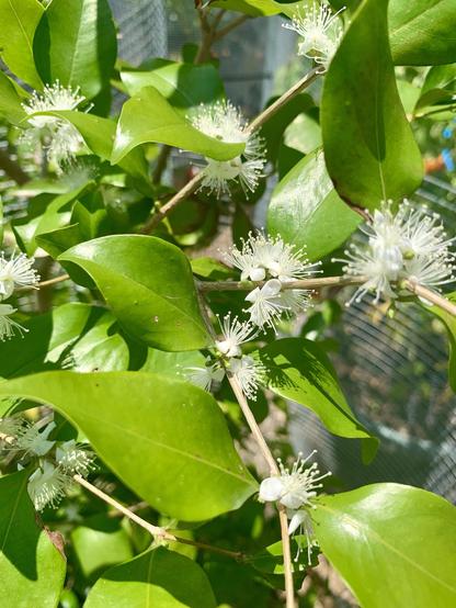 A close-up view of green leaves and white flowers with long stamens on a plant, set against a blurred background. They look like tiny white fireworks explosions.