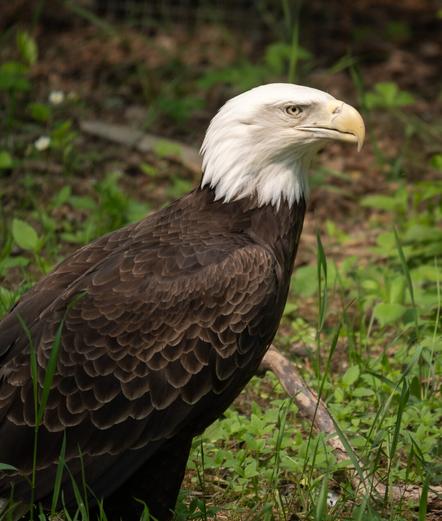 Picture of an American bald eagle.