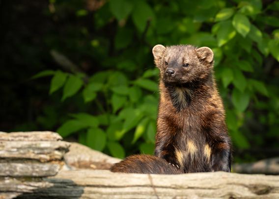 Picture of a wolverine.