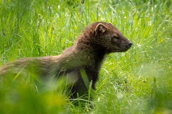 Picture of a wolverine.