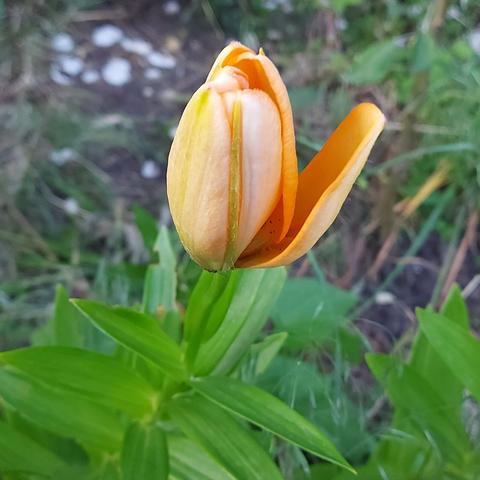 Lilies