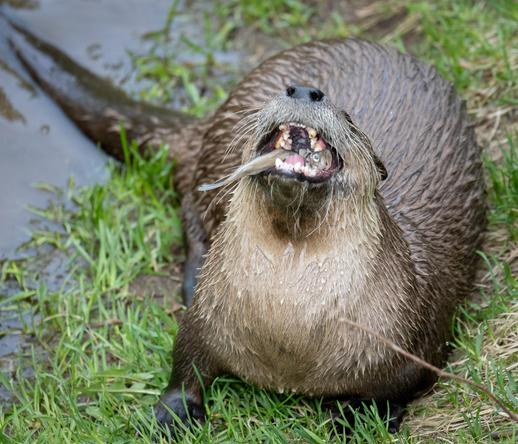 Picture of an otter eating a fish.